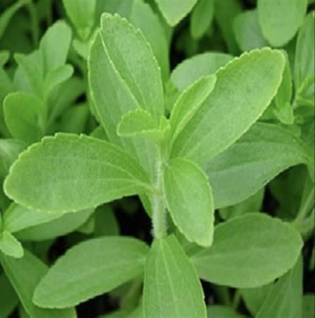 STEVIA PLANTS SWEETNER HERBS AND SPICE - Los Angeles