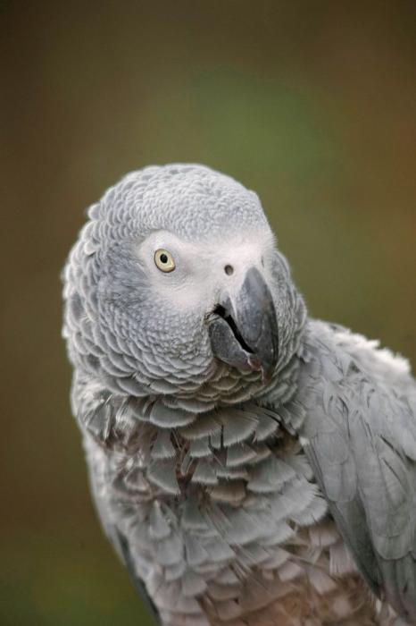 Rehome! Friendly African Grey Parrot - Los Angeles