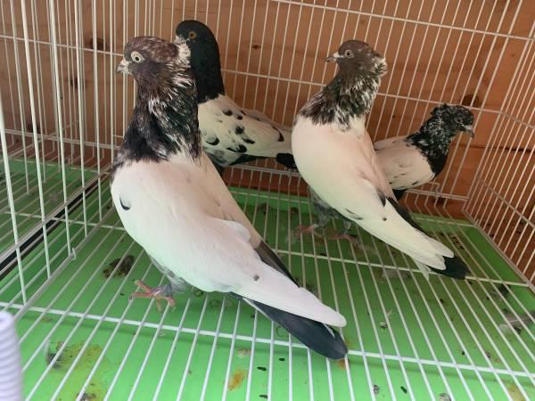 IRANIAN PIGEONS, HIGH FLYERS, PIGEON, HOMING PIGEONS - Los Angeles