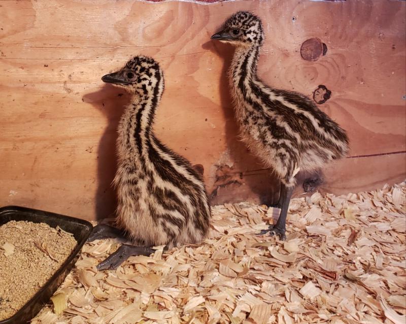 Blonde and Standard Brown Emu chicks for sale - Los Angeles