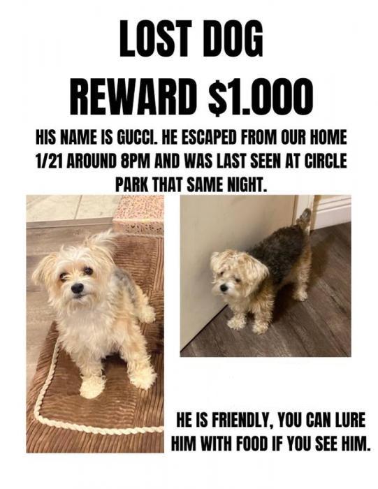 Lost dog in Inglewood - Morkie white face grey body - Los Angeles